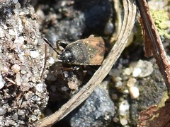 Megalonotus sabulicola