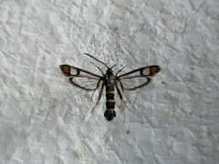 Synanthedon conopiformis