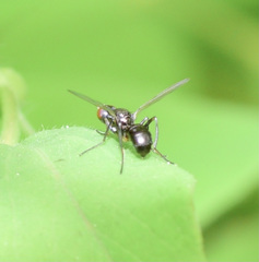Nemopoda nitidula