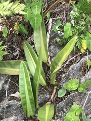 Philodendron crassinervium