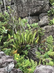 Philodendron crassinervium