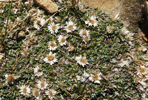 Helichrysum sessilioides image