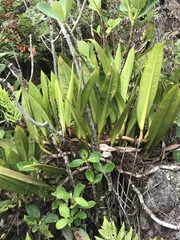 Philodendron crassinervium