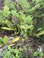 Philodendron crassinervium