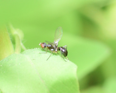 Nemopoda nitidula