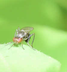 Nemopoda nitidula