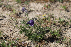 Pulsatilla vulgaris