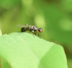 Nemopoda nitidula