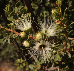 Kunzea pulchella