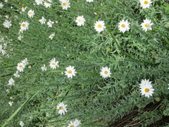 Rhodanthe anthemoides