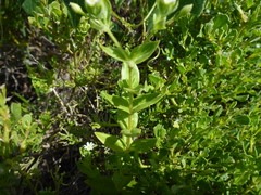 Stellaria littoralis
