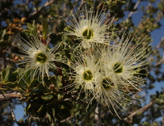 Kunzea pulchella