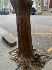 Lagerstroemia indica