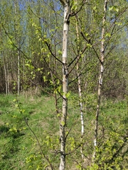 Betula pendula