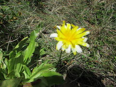 Microseris lanceolata