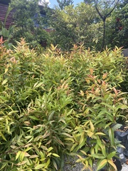 Syzygium myrtifolium