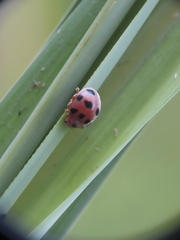 Epilachna decemguttata