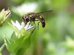 Platycheirus albimanus