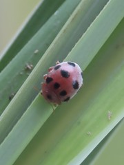 Epilachna decemguttata