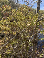Dirca palustris