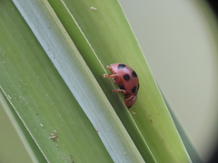 Epilachna decemguttata