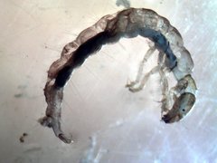 Polycentropus