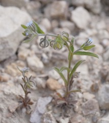Rochelia retorta