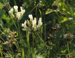 Astragalus reduncus
