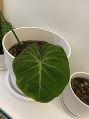 Philodendron gloriosum