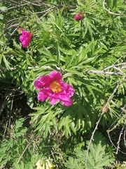 Paeonia hybrida