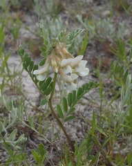 Vicia pannonica