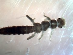 Plumiperla