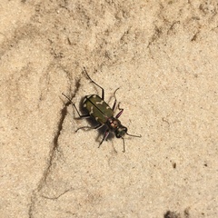 Cicindela soluta