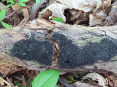 Hypoxylon cohaerens microsporum