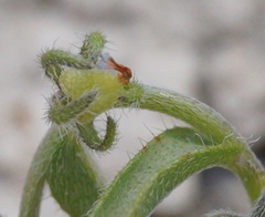 Rochelia retorta
