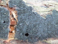 Hypoxylon cohaerens microsporum