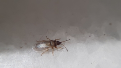 Oxycarenus pallens