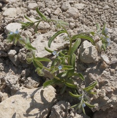 Rochelia retorta