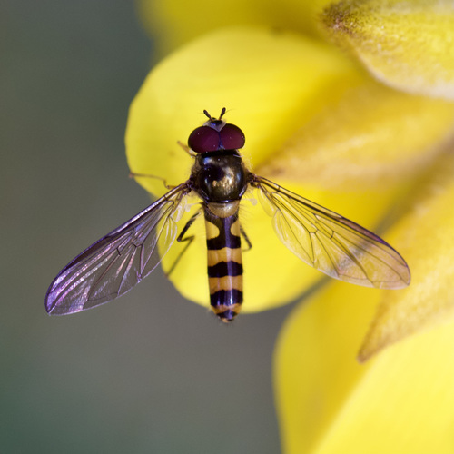 Banded Thintail