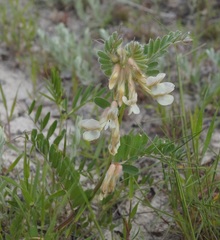 Vicia pannonica