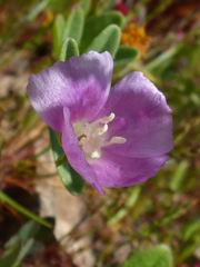 Clarkia davyi