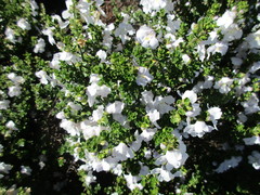 Prostanthera cuneata