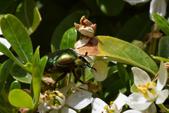 Cetonia aurata