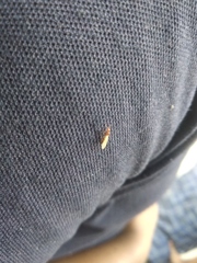 Insecta