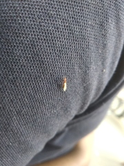 Insecta