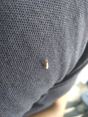 Insecta