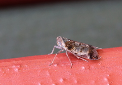 Cixius cunicularius