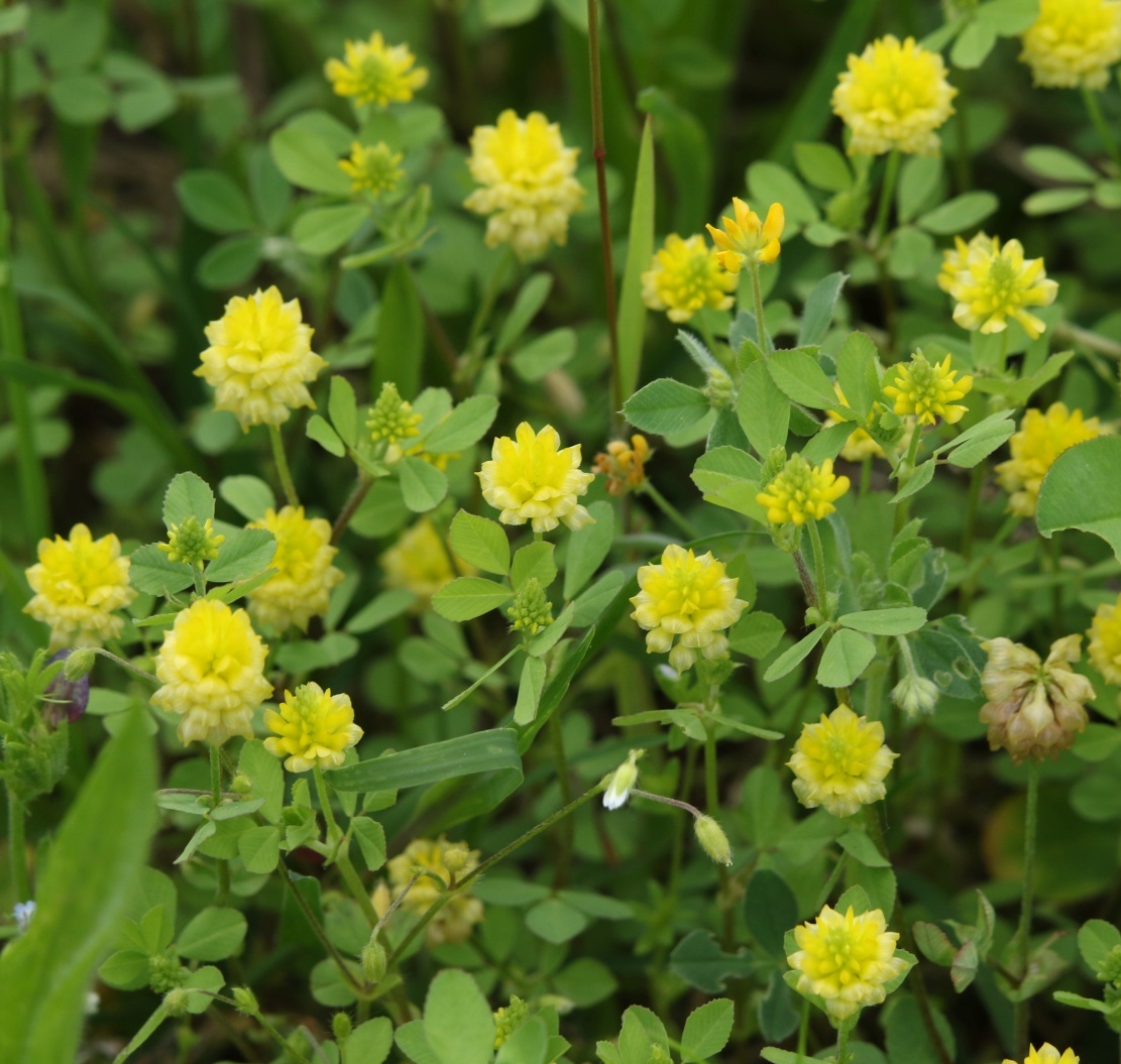 Trifolium campestre