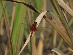 Erythrodiplax ochracea