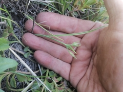 Gagea granulosa